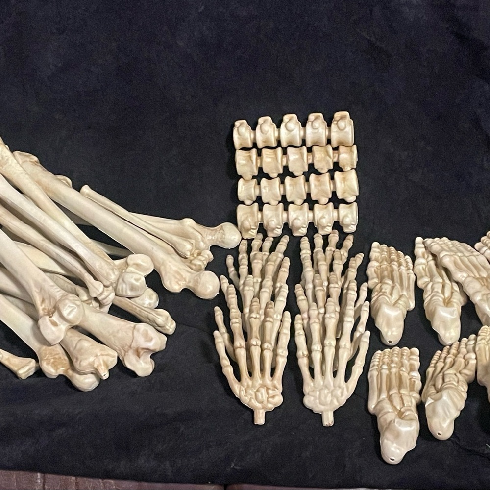 Skeletal bones